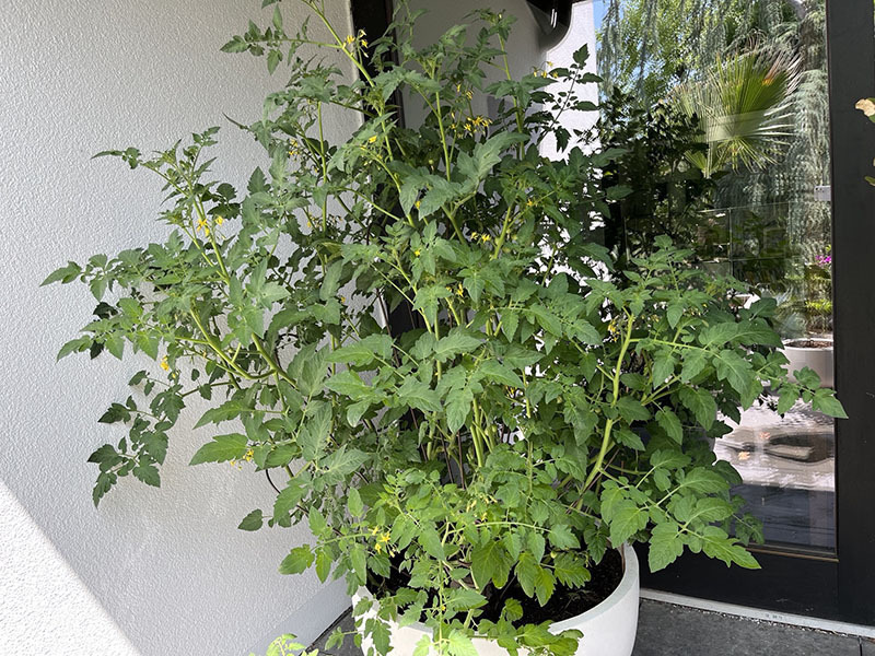 Rankgitter FONTANA aus Cortenstahl, rostfarben 