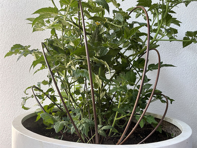 Rankgitter PORTO aus Cortenstahl, rostfarben 